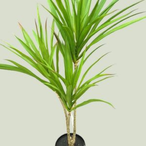 לויזון מרקט,עציץ דרקונית 80 ס"מ,38