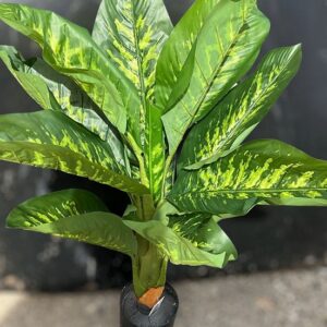 לויזון מרקט,עציץ דיפנבכיה 110 ס"מ,38